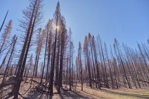 Grand Prints: Devastated forest in Grand Canyon North Rim Arizona after Dragon Bravo Wildfire in 2025