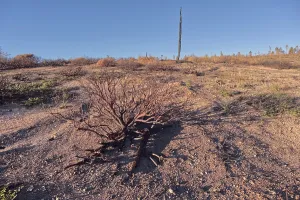 Grand Prints: Devastated forest in Grand Canyon North Rim Arizona after Dragon Bravo Wildfire of 2025