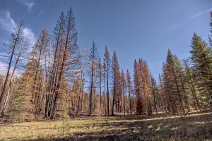 United Prints: Devastated forest at Grand Canyon North Rim Arizona after Dragon Bravo Wildfire in 2025
