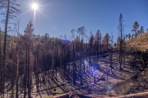 Loss Prints: Devastated forest at Grand Canyon North Rim Arizona after Dragon Bravo Wildfire in 2025 impacting the environment
