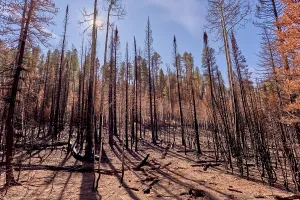 Barren Prints: Devastated forest at Grand Canyon North Rim Arizona from Dragon Bravo Wildfire in 2025 showing effects of fire on trees