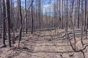 Loss Prints: Devastation of forest after Dragon Bravo Wildfire at Grand Canyon North Rim in Arizona