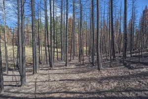 Loss Prints: Devastation of forest at Grand Canyon North Rim Arizona from Dragon Bravo Wildfire in 2025