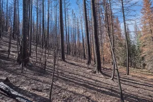 Grand Prints: Devastation of forest at Grand Canyon North Rim Arizona from Dragon Bravo Wildfire of 2025 affecting trees