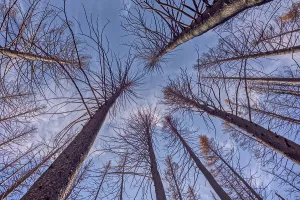 Loss Prints: Devastation of forest at Grand Canyon North Rim Arizona after Dragon Bravo Wildfire in 2025 with burned trees reaching