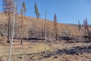 Loss Prints: Devastation in Grand Canyon North Rim Arizona after Dragon Bravo Wildfire in 2025