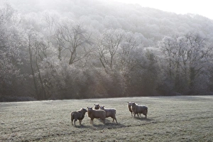 Exe Valley Prints: Devon sheep, Exe Valley, Devon, England, United Kingdom, Europe