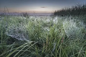 Dew covered orb web in mist at dawn, Elmley Marshes National Nature Reserve, Isle of Sheppey