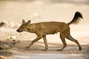 Dhole / Wild Dog, (Cuon alpinus), Bandhavgarh N