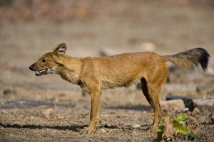 Wild Dog Prints: Dhole / Wild Dog, (Cuon alpinus), Bandhavgarh N
