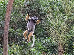 Exotic Prints: Diademed sifaka leaps between trees on Lemur Island in Madagascar