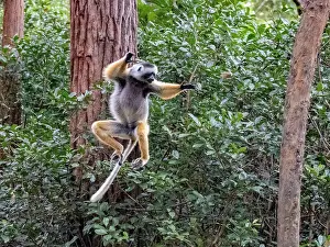 Climbing Prints: Diademed sifaka leaps between trees on Lemur Island in Madagascar while showcasing its agility