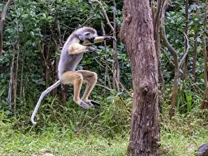 Ecology Prints: Diademed sifaka leaps between trees on Lemur Island in Madagascar during a sunny day in the wild