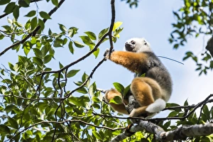 Looking Away Prints: Diademed sifaka (Propithecus diadema), a large lemur in Perinet Reserve, Andasibe-Mantadia