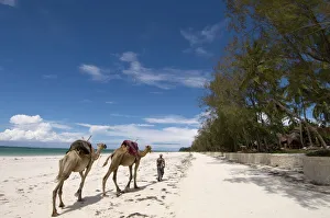 Walk Prints: Diani Beach, near Mombasa, Kenya, East Africa, Africa