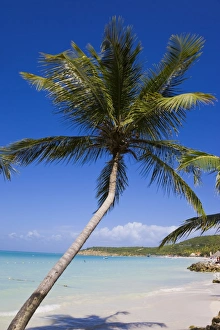 Images Dated 3rd February 2008: Dickenson Bay Beach, the largest and most famous beach on the island, Antigua