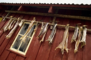 Sea Food Prints: Died cod hanging outside house