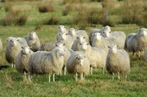Images Dated 4th November 2009: Diepholzer Moorschnucke (Moorland sheep) (Ovis aries), a rare old breed adapted to moorland