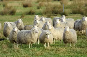 Ovis Aries Prints: Diepholzer Moorschnucke (Moorland sheep) (Ovis aries)