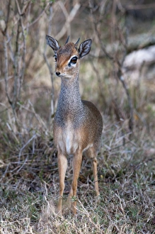 Antlers Prints: Dik Dik (Madoqua kirkii), Masai Mara, Kenya, East Africa, Africa
