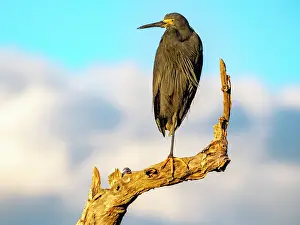 Raptor Prints: Dimorphic egret perched on a tree limb in Madagascar during daylight