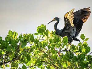 Gardening Prints: Dimorphic egret perched on tree limb in Madagascar as it prepares to take flight in Anjajavy Private Reserve