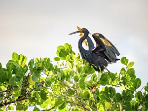Birds Prints: Dimorphic egret rests on tree limb and spreads wings in Madagascar during daylight