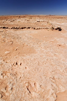 Bare Prints: Dinosaur Foot Prints