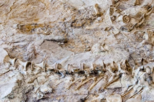 Dinosaur National Monument, Dinosaur, Utah, United States of America, North America