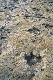Images Dated 18th January 2000: Dinosaur Trackway