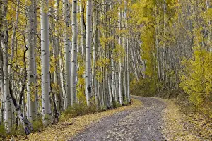 Autumnal Scene Prints: Dirt road through yellow aspen in the fall, Uncompahgre National Forest, Colorado