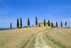 Dirt track leading to farmhouse behind row of cypress trees