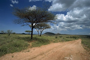 Acacia Prints: Dirt track road and acacia trees