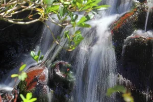 Falls Prints: Discovering Alexander Falls in Black River Gorge National Park