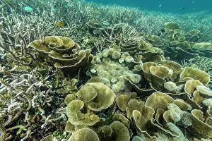 Snorkeling Prints: Discovering soft and hard corals with tropical fish in Misool