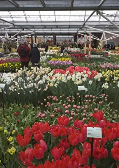 Glass Houses Prints: Displays of tulips, Keukenhof, park and gardens near Amsterdam, Netherlands, Europe