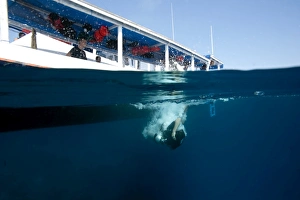 Refreshment Prints: Diver back-rolling off a boat into the water, Komodo, Indonesia, Southeast Asia, Asia