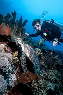 Diver and green turtle (Chelonia mydas), Sulawesi, Indonesia, Southeast Asia, Asia