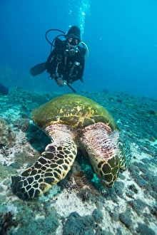 Crawling Prints: Diver and Hawksbill turtle, Dimaniyat Islands, Gulf of Oman, Oman, Middle East