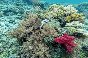 Health Prints: Diverse corals and tropical fish thrive in the waters of Misool
