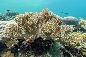 Health Prints: Diverse underwater coral ecosystem with tropical fish in Misool