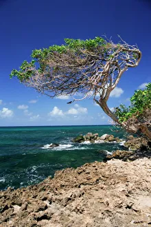 Wind Prints: Divi divi tree, Cudarebe Point, Aruba, West Indies, Dutch Caribbean, Central America
