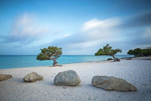 Trending: Divi Divi Trees on Eagle Beach, Aruba, Lesser Antilles, Netherlands Antilles, Caribbean