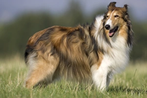 Dog, collie