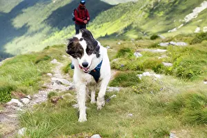 Fitness Prints: Dog and hiker enjoying a trek in Rodnei national park in Romania with hills and trails in the background