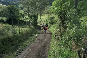 Ecuadorian Prints: Dog leads the way for donkey and keeper, near Cotopaxi volcano, Ecuador, South America