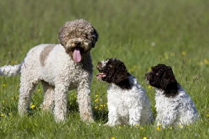 Puppies Prints: Dog and two puppies
