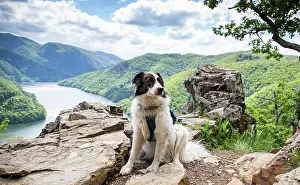 Canine Prints: Dog sits on rocks overlooking Tarnita lake in summer landscape in Romania with green hills and blue skies