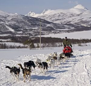 Images Dated 24th March 2010: Dog sledding with huskies, Tromso wilderness centre, Norway, Scandinavia, Europe