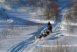 Sleigh Prints: Dog sleigh, province of Quebec, Canada, North America